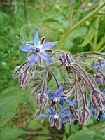 Bourrache officinale - Borago officinalis (2)
